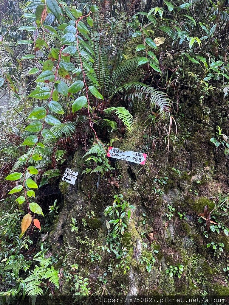 【親子登山】2023-10-14 留龍頭經嶺頭山上金柑樹山~
