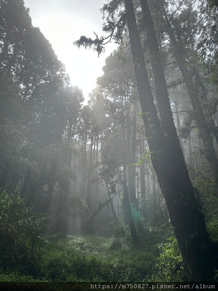 【親子登山】2023-10-14 留龍頭經嶺頭山上金柑樹山~