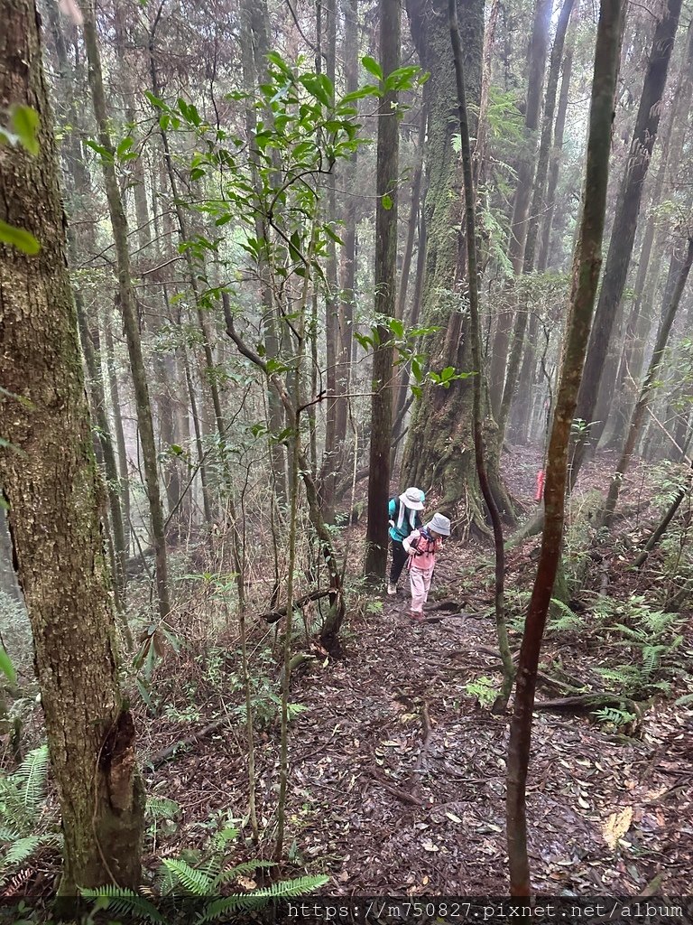【親子登山】2023-10-14 留龍頭經嶺頭山上金柑樹山~