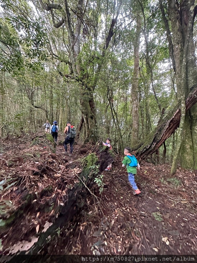 【親子登山】2023-10-14 留龍頭經嶺頭山上金柑樹山~