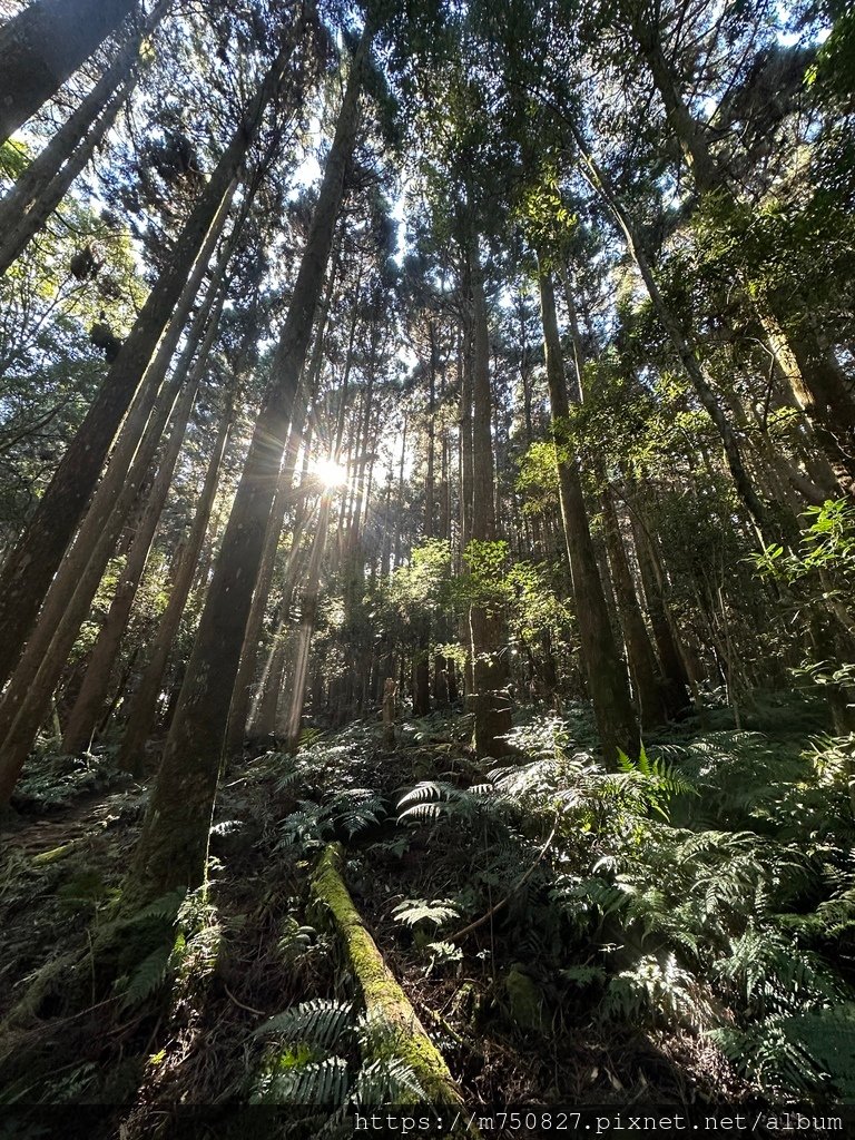 【親子登山】2023-12-09鹿場上加里山