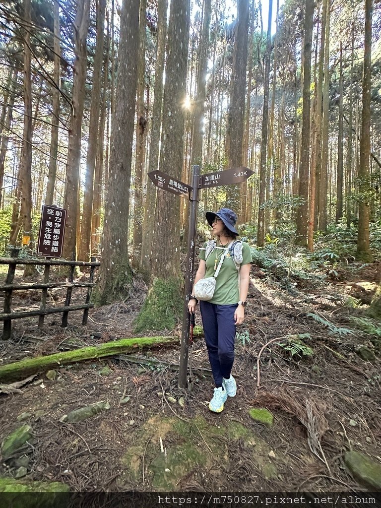 【親子登山】2023-12-09鹿場上加里山