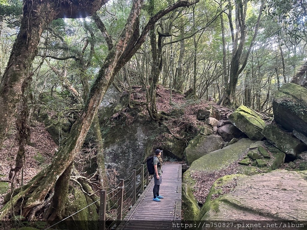 【親子登山】2023-12-09鹿場上加里山