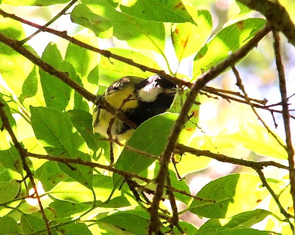 青背山雀11.JPG