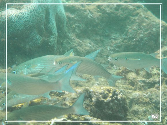 海角墾丁青年培育活動