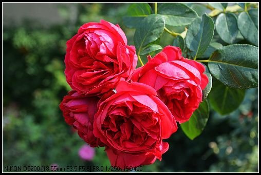 DSC_0426_nEO_IMG.jpg