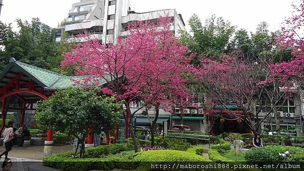 台北市永靜公園之八重櫻03-何協澤-EugeneHo-何協澤.jpg