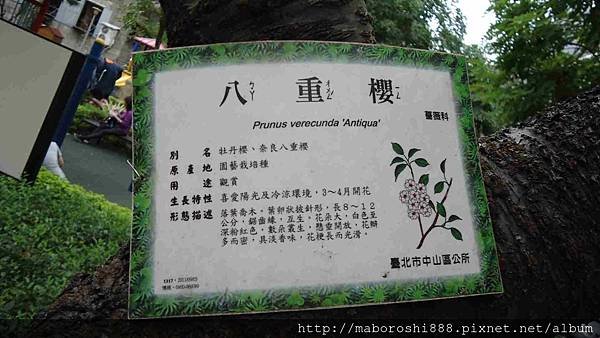 台北市永靜公園之八重櫻05-何協澤-EugeneHo-何協澤.jpg