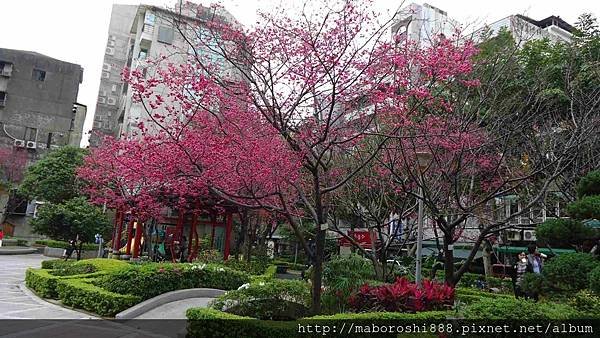 台北市永静公園の八重桜06-何協澤-EugeneHo-何協澤.jpg