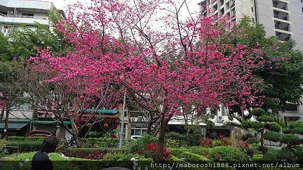 台北市永静公園の八重桜010-何協澤-EugeneHo-何協澤.jpg