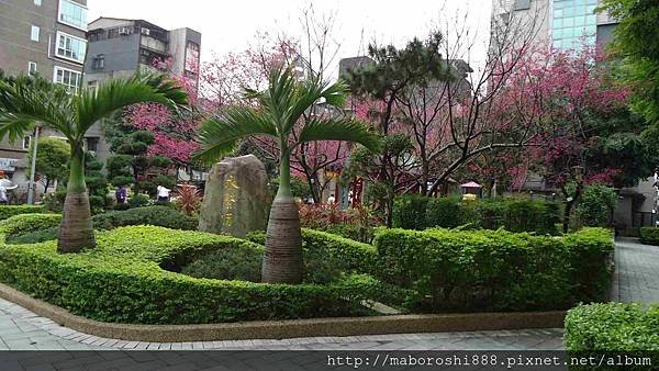 Yae-cherry-trees-YongJing Park-Taipei013-何協澤-EugeneHo-何協澤.jpg