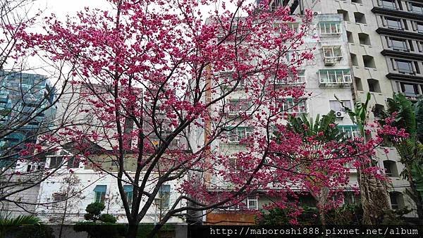 Yae-cherry-trees-YongJing Park-Taipei014-何協澤-EugeneHo-何協澤.jpg