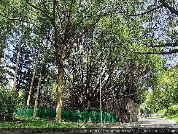 盛夏台北新生公園02-何協澤-EugeneHo-何協澤-まぼろし.jpg