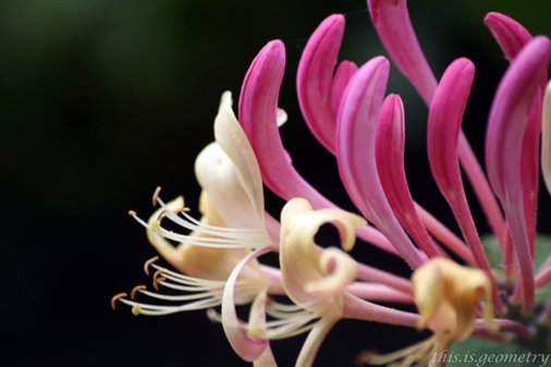 Honeysuckle_by_lilibet_the_frog.jpg