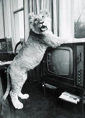 christian the lion.jpg