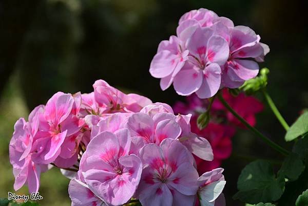 PhotoCap_023.jpg