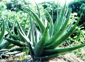 蘆薈2.jpg