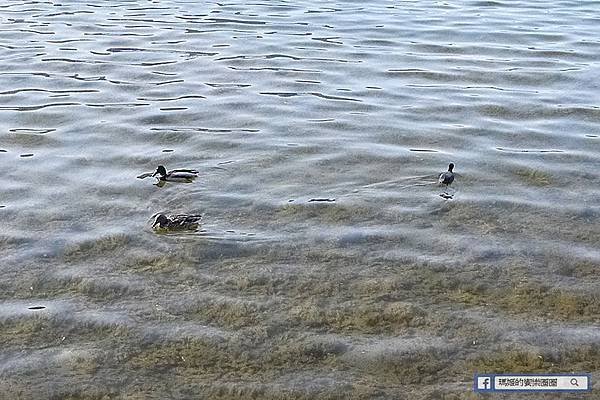 加拿大風情畫【歐肯納根湖】風景秀麗景色優美！還有傳說中的水怪