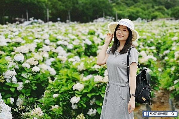 2020繡球花季【高家繡球花第三園區】萬里繡球花田/藍白繡球花田/網紅婚紗拍照景點