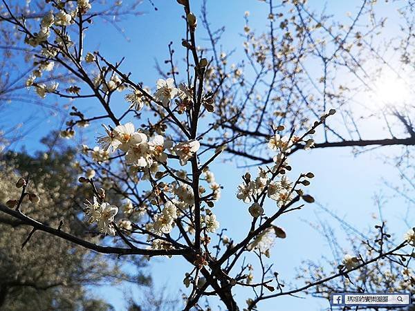 桃園賞梅景點【角板山行館】角板山公園樂活賞梅行程推薦/全新規畫六大區域