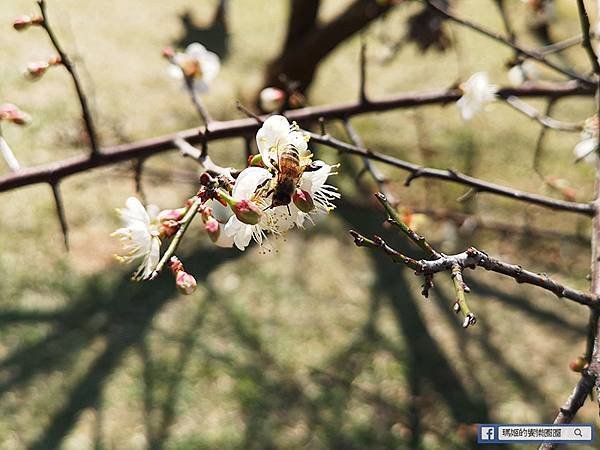 桃園賞梅景點【角板山行館】角板山公園樂活賞梅行程推薦/全新規畫六大區域