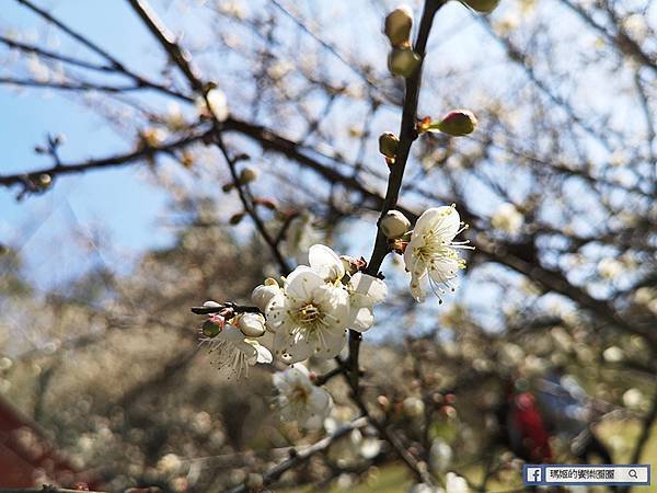 桃園賞梅景點【角板山行館】角板山公園樂活賞梅行程推薦/全新規畫六大區域