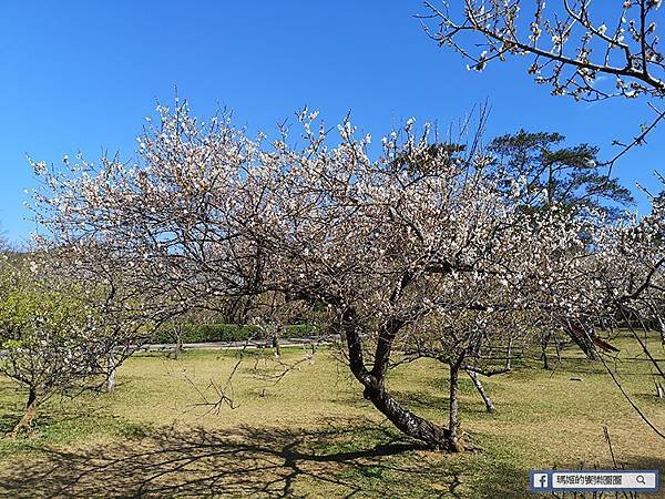 桃園賞梅景點【角板山行館】角板山公園樂活賞梅行程推薦/全新規畫六大區域