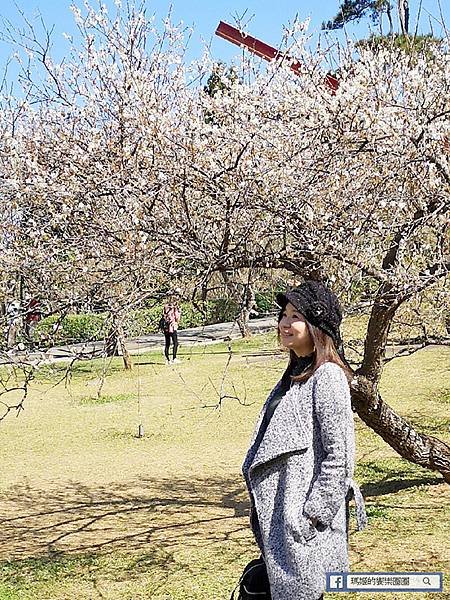 桃園賞梅景點【角板山行館】角板山公園樂活賞梅行程推薦/全新規畫六大區域