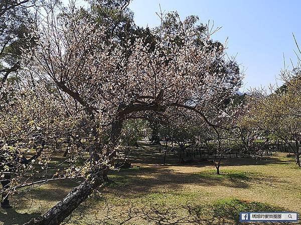 桃園賞梅景點【角板山行館】角板山公園樂活賞梅行程推薦/全新規畫六大區域