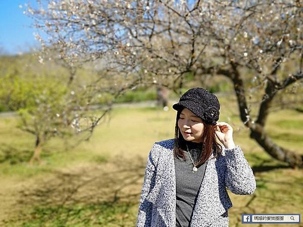 桃園賞梅景點【角板山行館】角板山公園樂活賞梅行程推薦/全新規畫六大區域