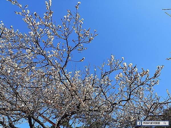 桃園賞梅景點【角板山行館】角板山公園樂活賞梅行程推薦/全新規畫六大區域