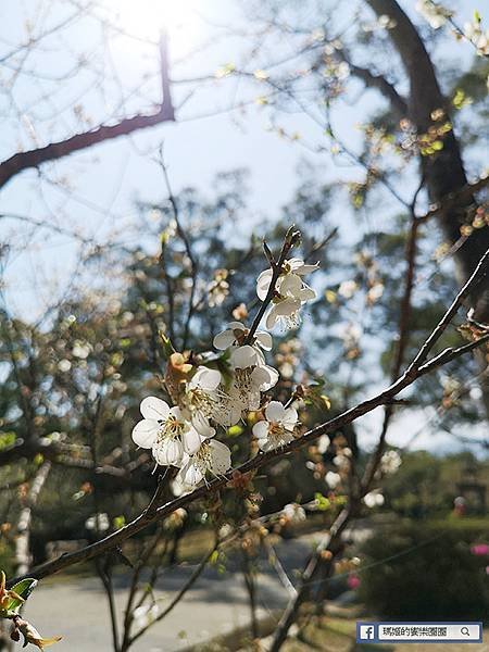 桃園賞梅景點【角板山行館】角板山公園樂活賞梅行程推薦/全新規畫六大區域