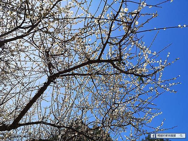 桃園賞梅景點【角板山行館】角板山公園樂活賞梅行程推薦/全新規畫六大區域