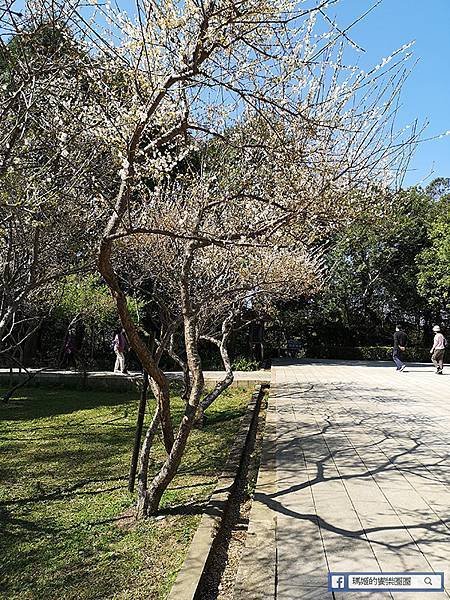 桃園賞梅景點【角板山行館】角板山公園樂活賞梅行程推薦/全新規畫六大區域