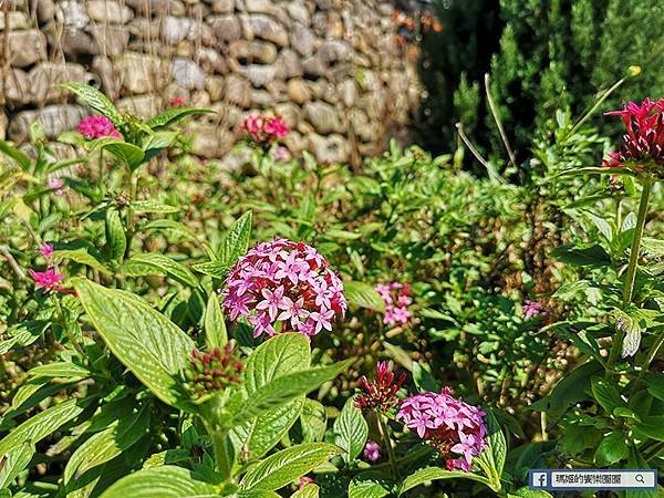 桃園賞梅景點【角板山行館】角板山公園樂活賞梅行程推薦/全新規畫六大區域