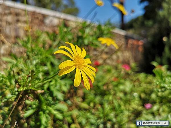 桃園賞梅景點【角板山行館】角板山公園樂活賞梅行程推薦/全新規畫六大區域