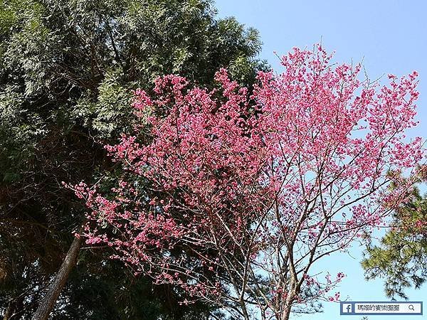 桃園賞梅景點【角板山行館】角板山公園樂活賞梅行程推薦/全新規畫六大區域