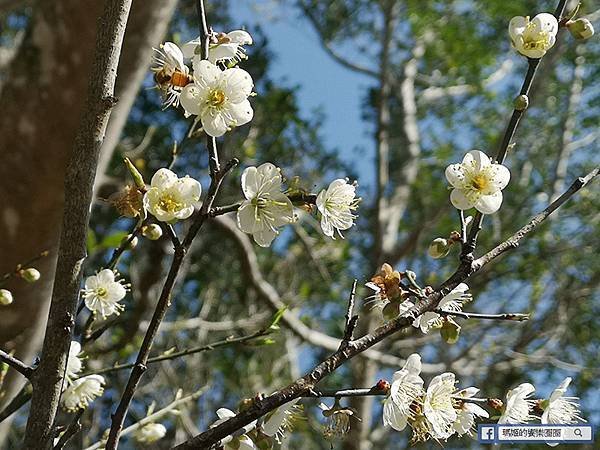 桃園賞梅景點【角板山行館】角板山公園樂活賞梅行程推薦/全新規畫六大區域