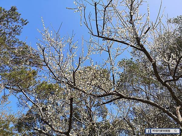 桃園賞梅景點【角板山行館】角板山公園樂活賞梅行程推薦/全新規畫六大區域