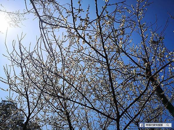 桃園賞梅景點【角板山行館】角板山公園樂活賞梅行程推薦/全新規畫六大區域