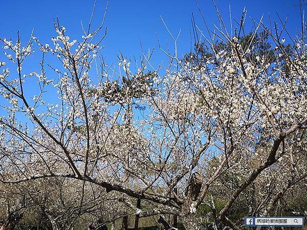 桃園賞梅景點【角板山行館】角板山公園樂活賞梅行程推薦/全新規畫六大區域