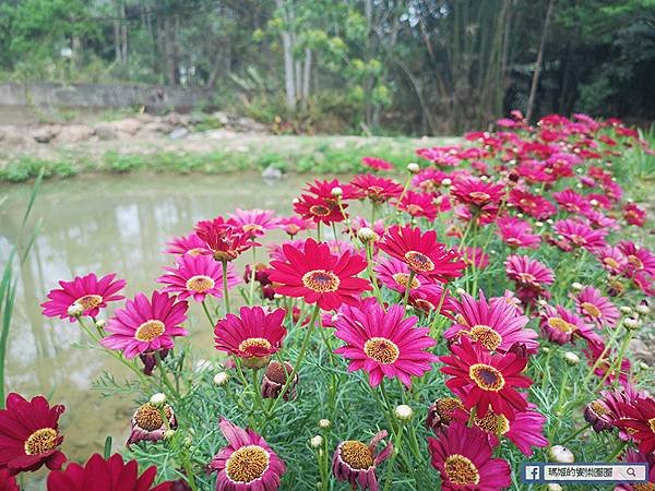 南投埔里景點【紙教堂】親子體驗綠色生態園區/新規畫夢蝶亭&amp;蝶夢亭