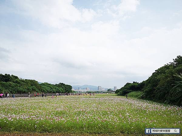 2021台北花海景點推薦【關渡秘境花海】快來拍網美照~寬廣繽紛波斯菊花海！免費接駁賞花專車