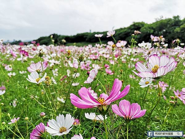 2021台北花海景點推薦【關渡秘境花海】快來拍網美照~寬廣繽紛波斯菊花海！免費接駁賞花專車