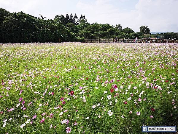 2021台北花海景點推薦【關渡秘境花海】快來拍網美照~寬廣繽紛波斯菊花海！免費接駁賞花專車