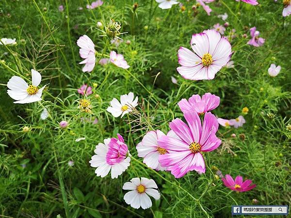 2021台北花海景點推薦【關渡秘境花海】快來拍網美照~寬廣繽紛波斯菊花海！免費接駁賞花專車