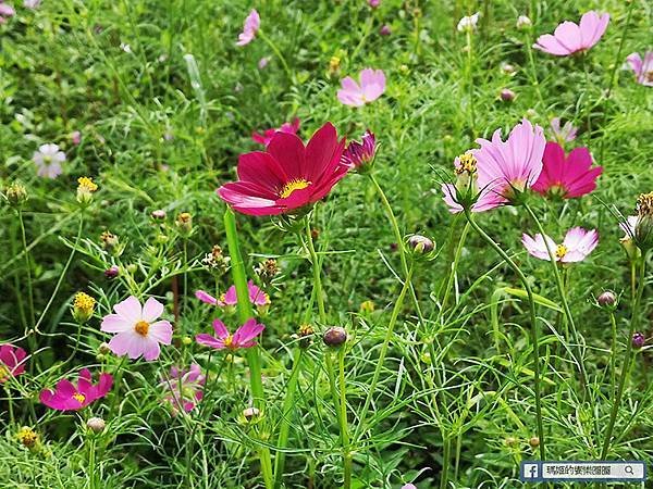 2021台北花海景點推薦【關渡秘境花海】快來拍網美照~寬廣繽紛波斯菊花海！免費接駁賞花專車