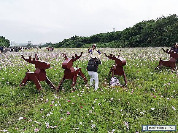 2021台北花海景點推薦【關渡秘境花海】快來拍網美照~寬廣繽紛波斯菊花海！免費接駁賞花專車