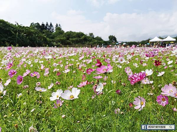 2021台北花海景點推薦【關渡秘境花海】快來拍網美照~寬廣繽紛波斯菊花海！免費接駁賞花專車