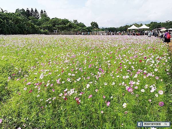 2021台北花海景點推薦【關渡秘境花海】快來拍網美照~寬廣繽紛波斯菊花海！免費接駁賞花專車